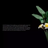 Букет цветов (LEGO 10280)